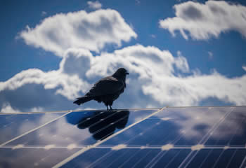 Bird Droppings Debris on solar panels